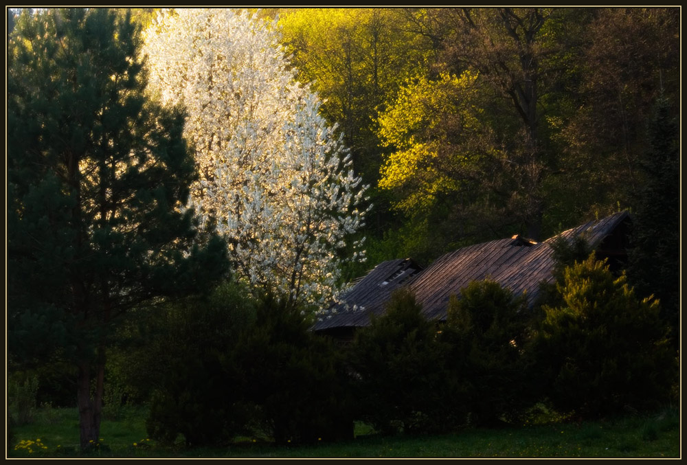 photo "Light of the Youth" tags: landscape, spring