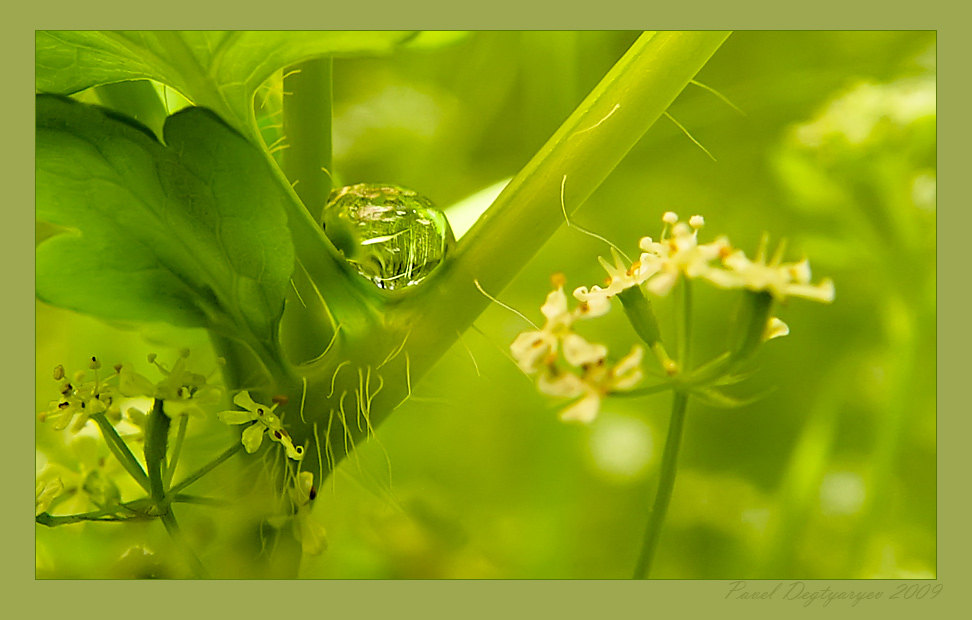 photo "Microcosm" tags: macro and close-up, nature, flowers