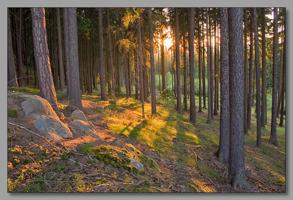 photo "Заход Солнца в лесу" tags: landscape, mountains, sunset
