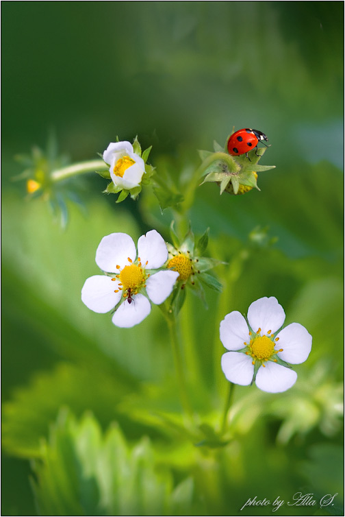 photo "***" tags: nature, insect