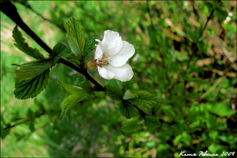 photo "cherry colour" tags: nature, flowers