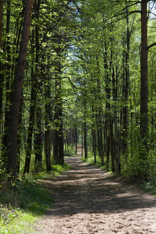 photo "***" tags: landscape, forest