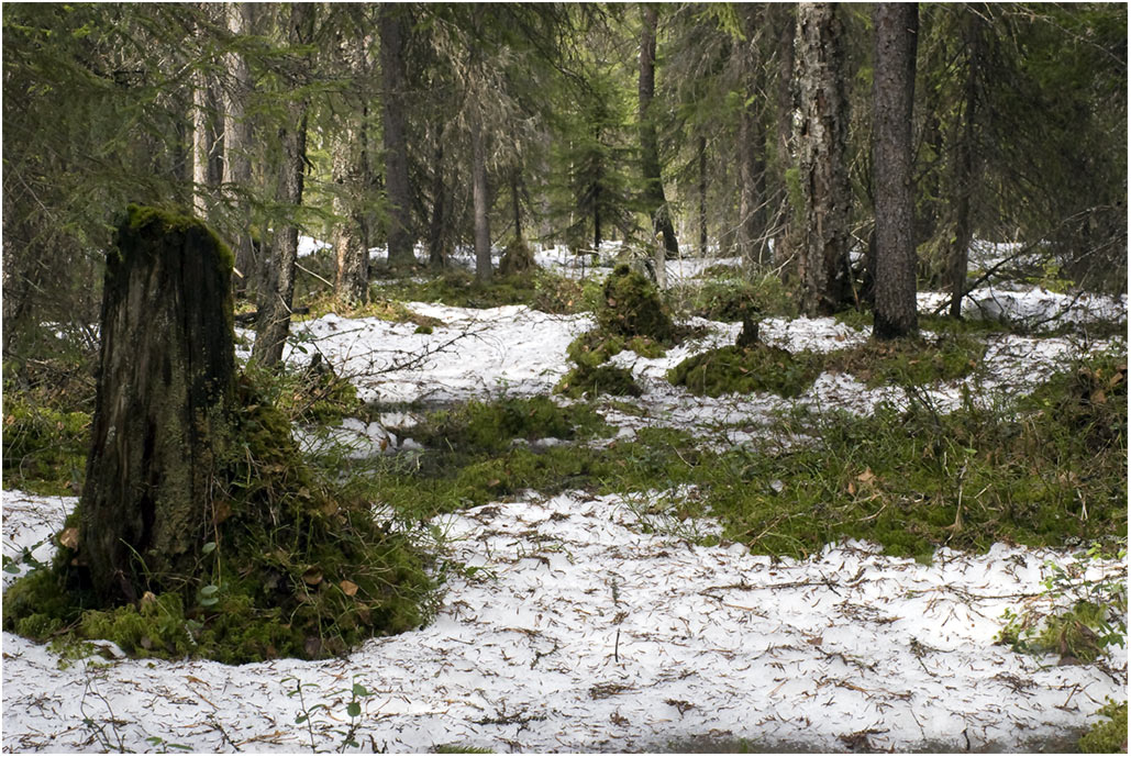 photo "melting snow" tags: landscape, spring