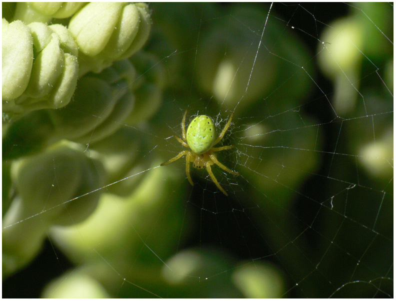 photo "At Work..." tags: nature, insect