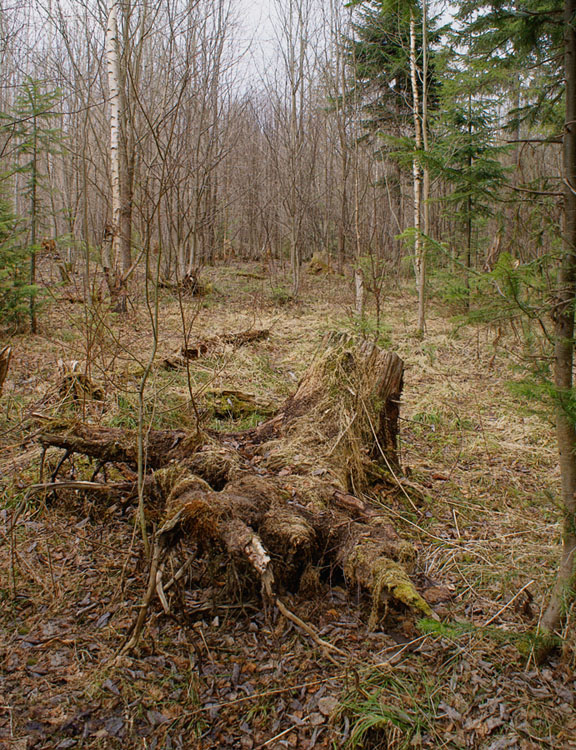 photo "***" tags: landscape, forest