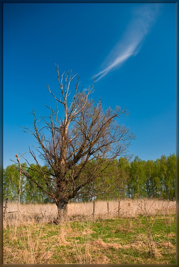 photo "Soul of a dry tree" tags: landscape, clouds, spring