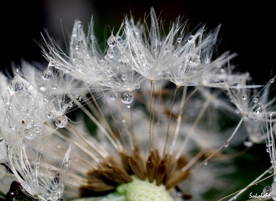 photo "макро,одуванчик,роса,дождь" tags: macro and close-up, nature, flowers