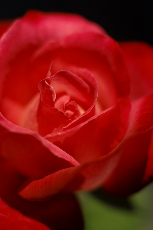 photo "Rose inspired" tags: macro and close-up, nature, flowers