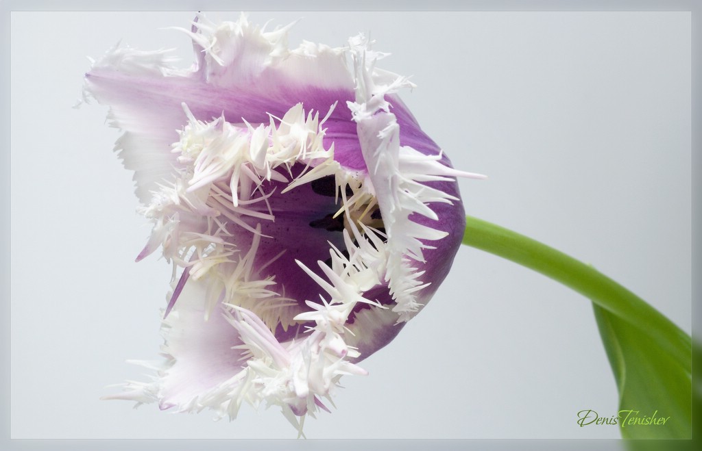 photo "***" tags: nature, macro and close-up, flowers