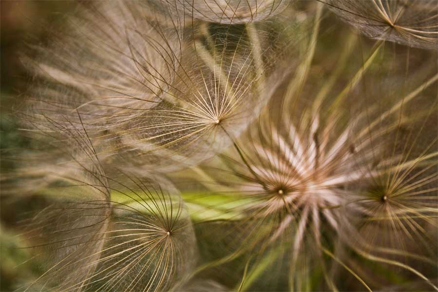 photo "***" tags: nature, flowers