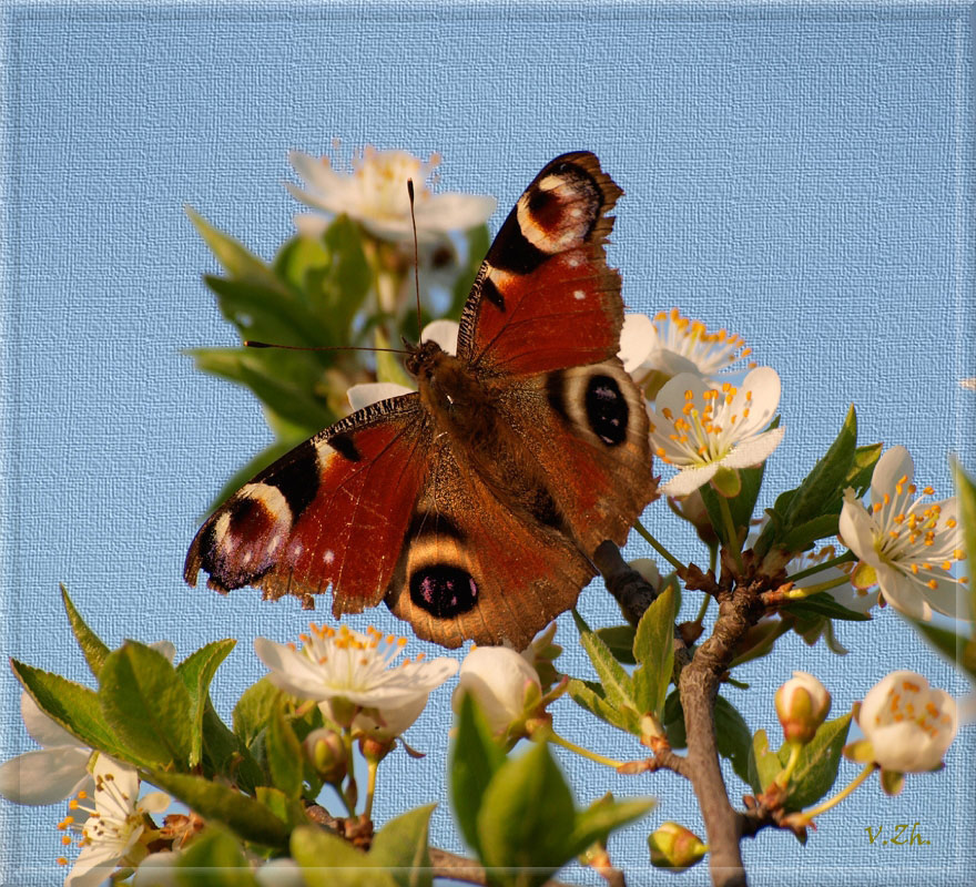 photo "***" tags: nature, macro and close-up, insect