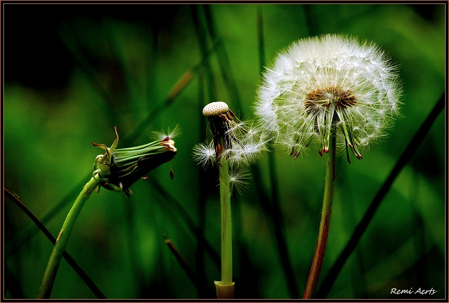 photo "trio" tags: nature, macro and close-up, flowers