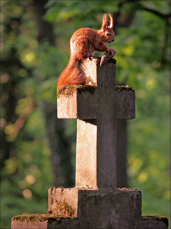 фото "Grave guardian" метки: природа, дикие животные