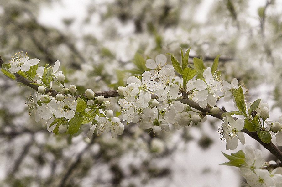 photo "***" tags: nature, flowers