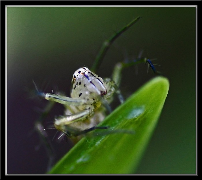 photo "All The Better To See You" tags: nature, macro and close-up, insect