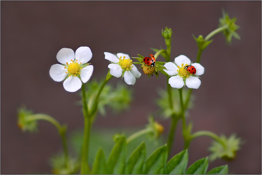 photo "***" tags: nature, flowers, insect