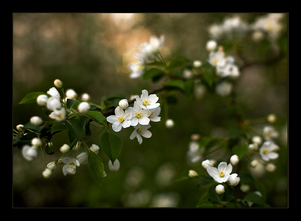 photo "***" tags: nature, flowers