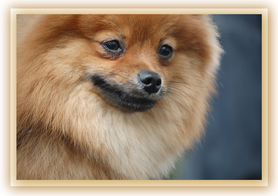 photo "A "foxy" dog" tags: nature, pets/farm animals