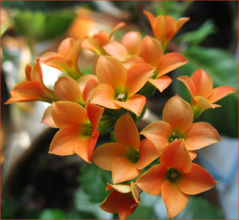 photo "Orange mood" tags: nature, macro and close-up, flowers
