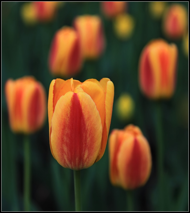 фото "Время тюльпанов" метки: природа, цветы