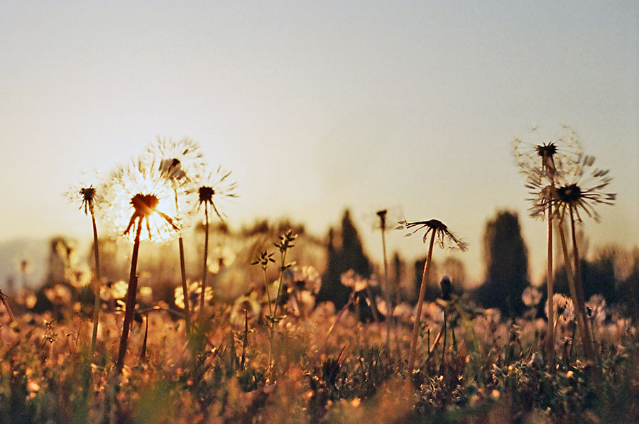 photo "***" tags: landscape, nature, flowers, sunset