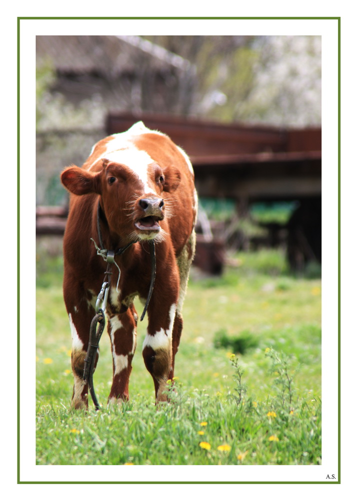 photo "***" tags: nature, pets/farm animals