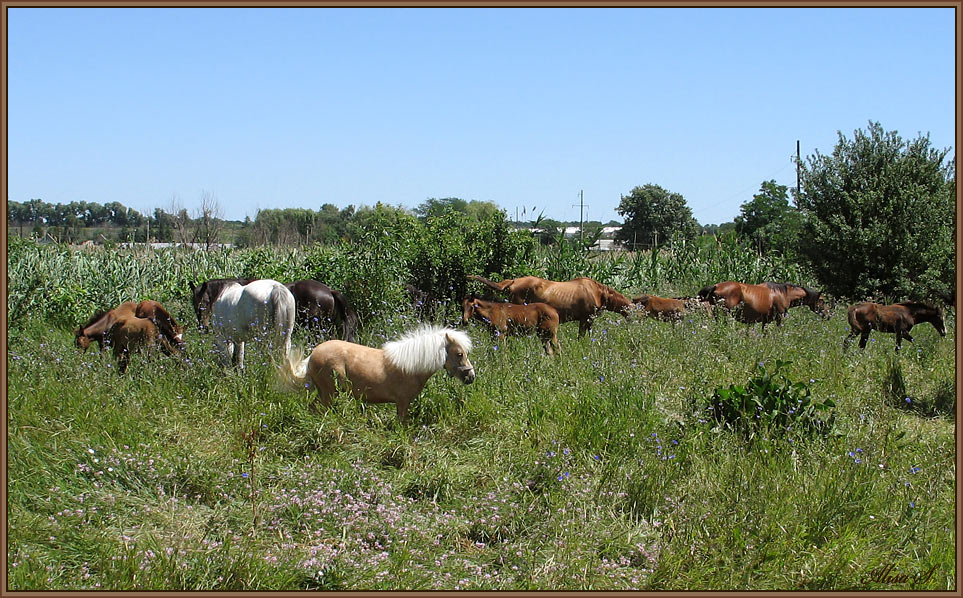 photo "***" tags: nature, pets/farm animals