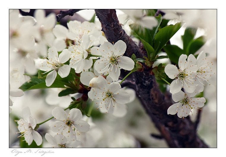 photo "***" tags: nature, flowers