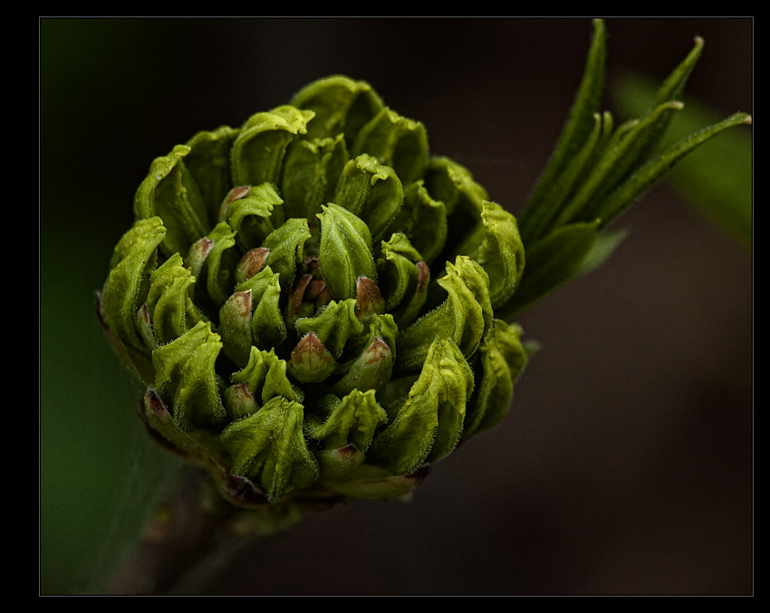 photo "***" tags: macro and close-up, nature, flowers