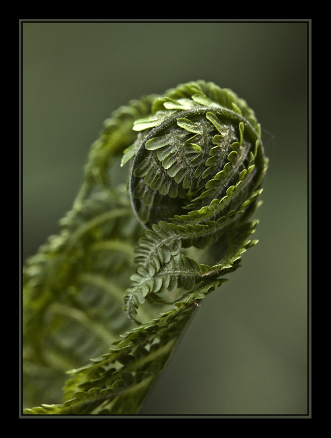 photo "***" tags: macro and close-up, nature, flowers