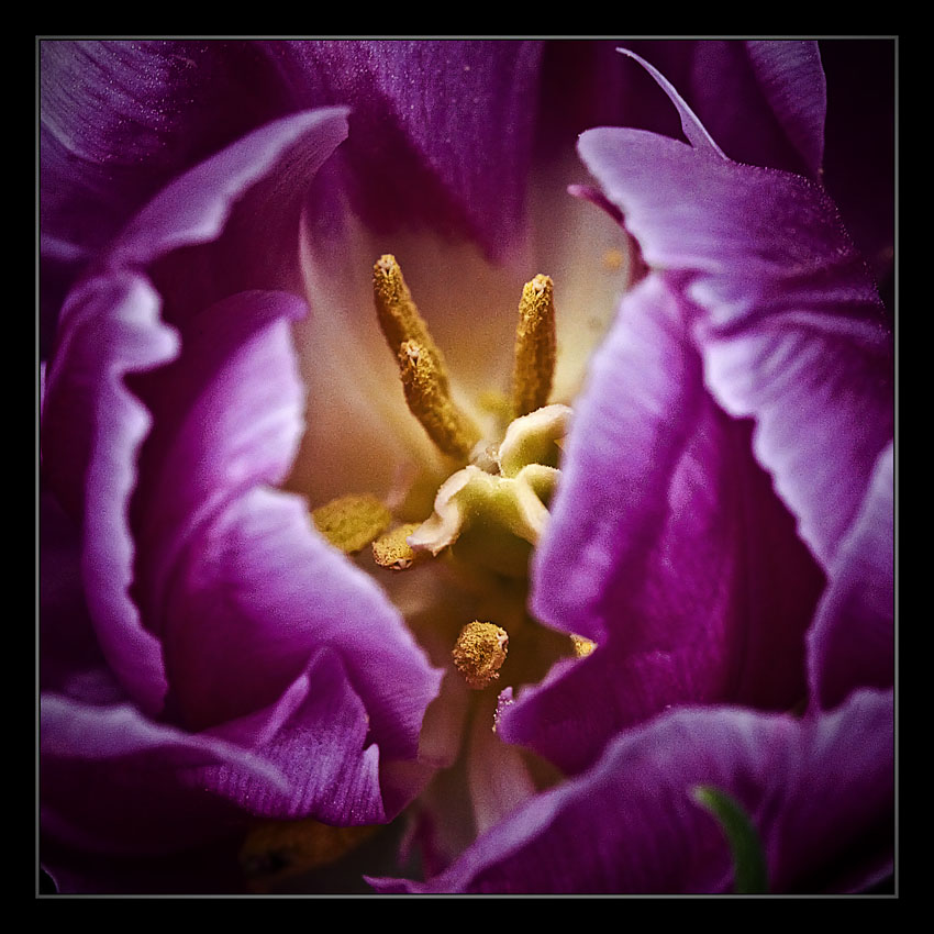 photo "***" tags: macro and close-up, nature, flowers