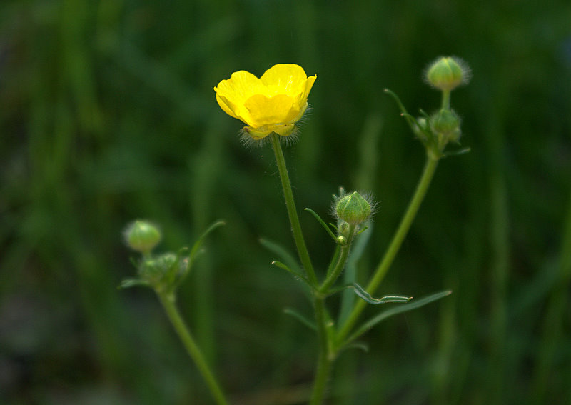 photo "***" tags: macro and close-up, nature, flowers