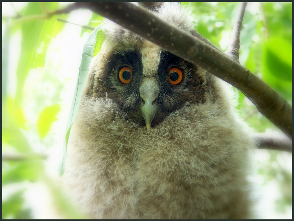 photo "Owlet" tags: nature, wild animals