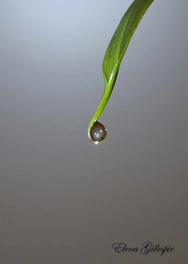 фото "Drop/Капля" метки: макро и крупный план, природа, цветы