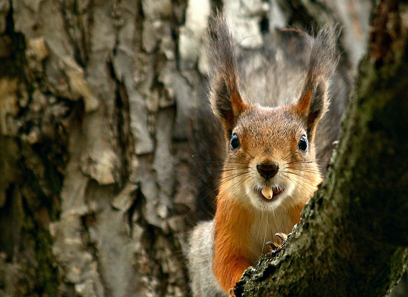 photo "***" tags: nature, wild animals