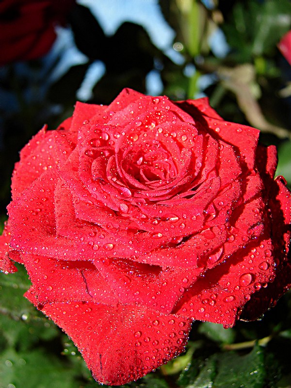 photo "Rose" tags: nature, macro and close-up, flowers