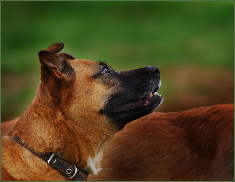 photo "***" tags: nature, pets/farm animals