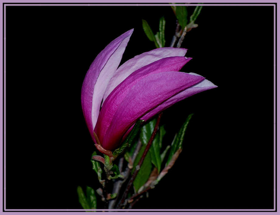 photo "***" tags: nature, flowers