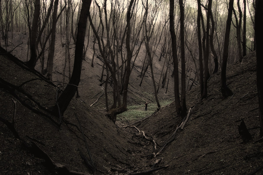 фото "Таинственный лес" метки: , 