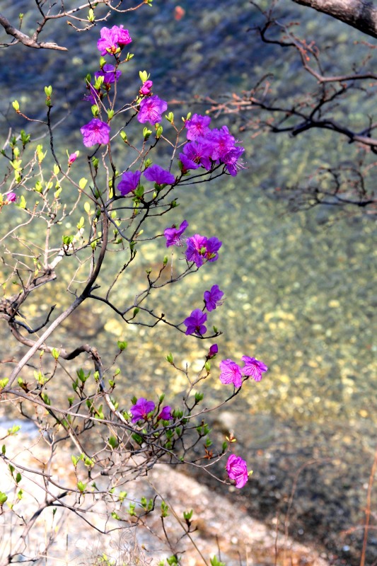 photo "***" tags: nature, flowers