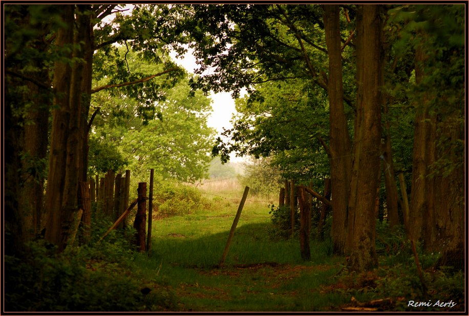 photo "early in the morning" tags: landscape, nature, flowers, spring