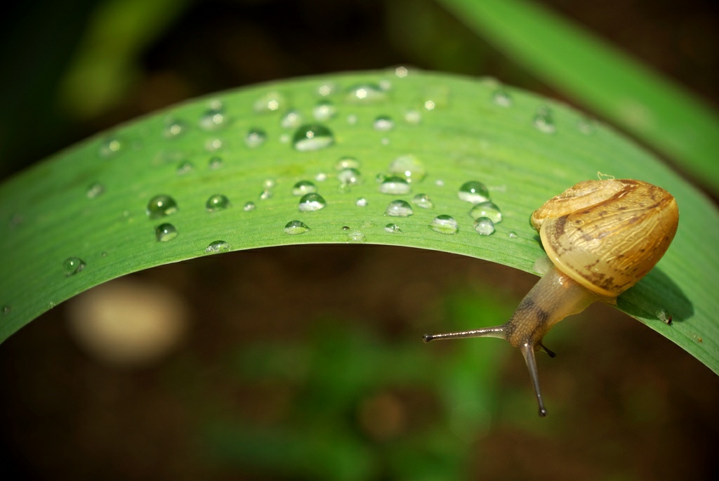 photo "High" tags: macro and close-up, 