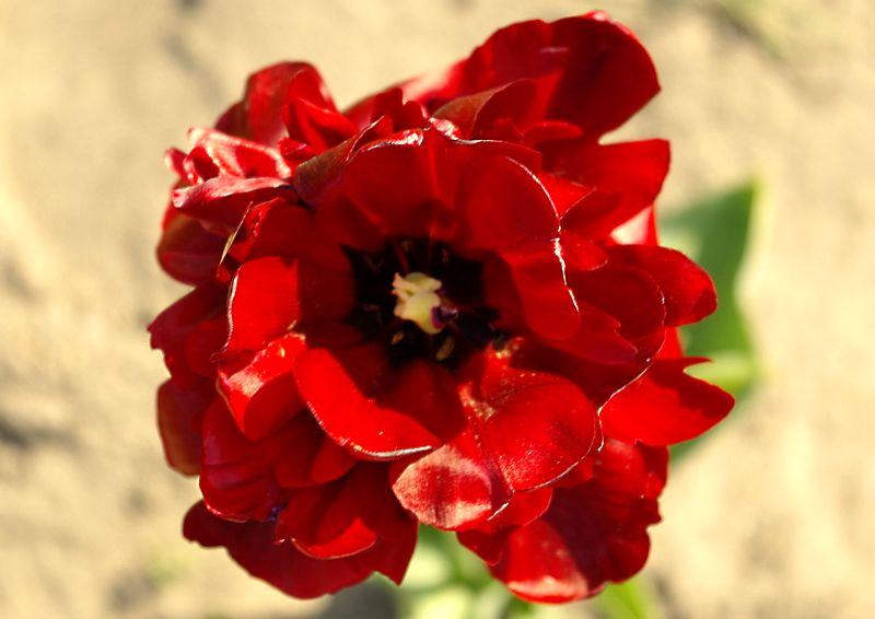 photo "***" tags: macro and close-up, nature, flowers