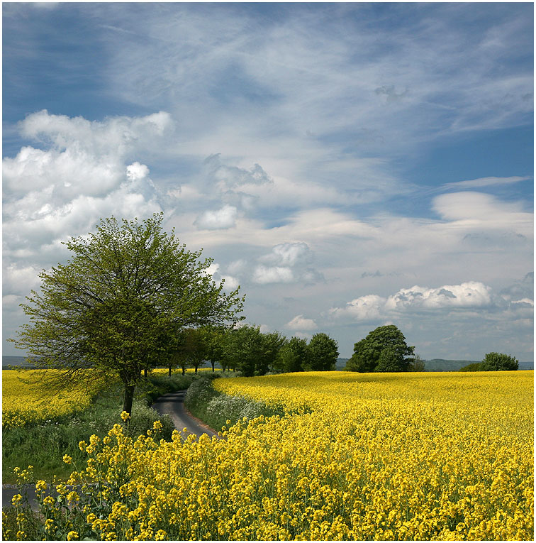 фото "Yorkshire" метки: пейзаж, лето, облака