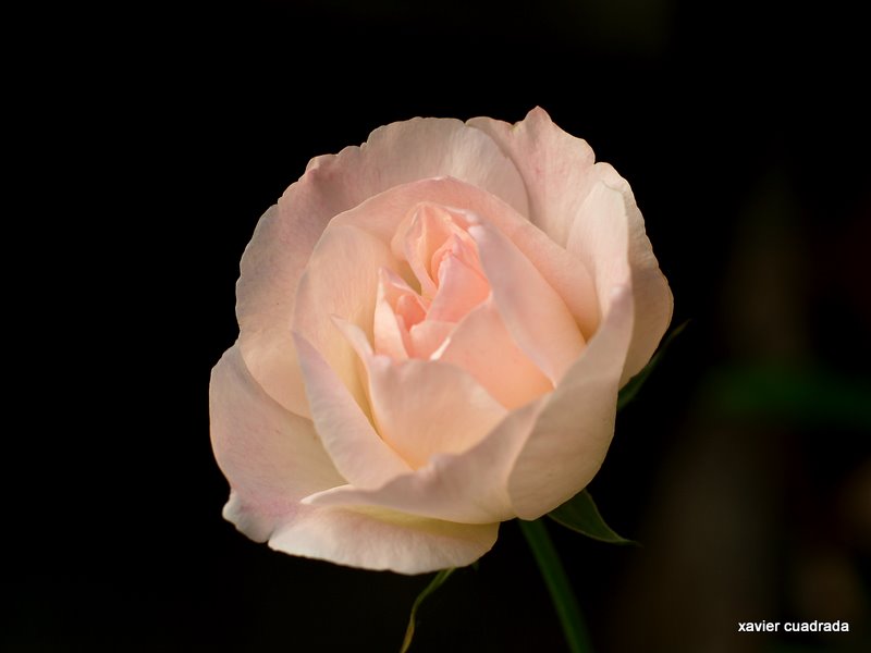 фото "rosa" метки: природа, цветы