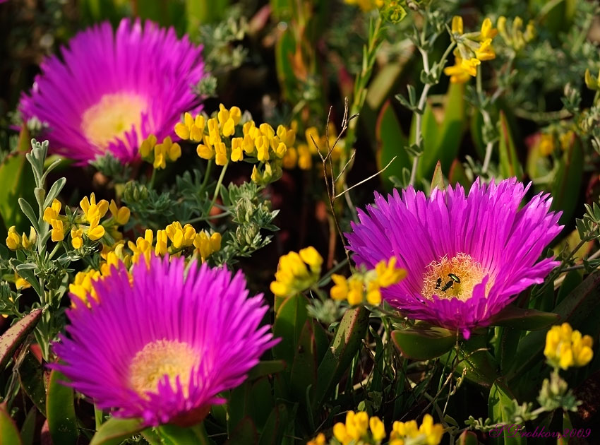 photo "***" tags: nature, flowers, insect