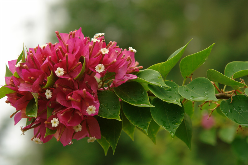 фото "Экзотический южный цветок" метки: природа, макро и крупный план, цветы