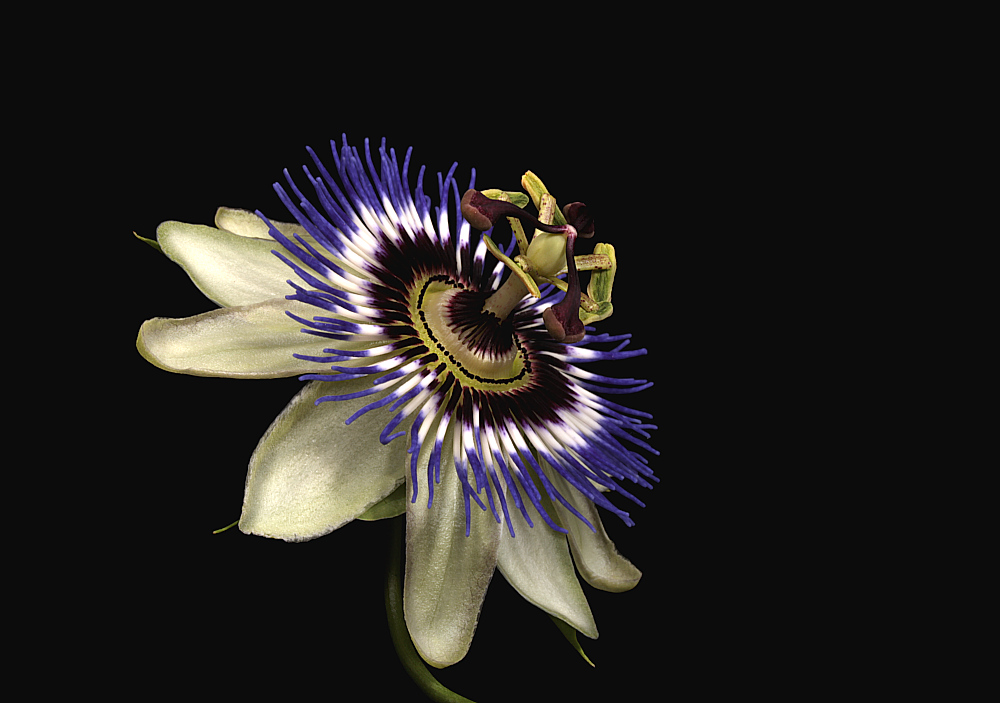 фото "Passiflora" метки: природа, цветы