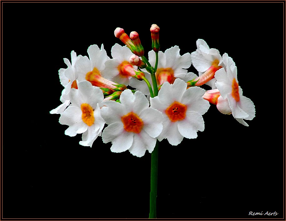 photo "red and white" tags: nature, macro and close-up, flowers