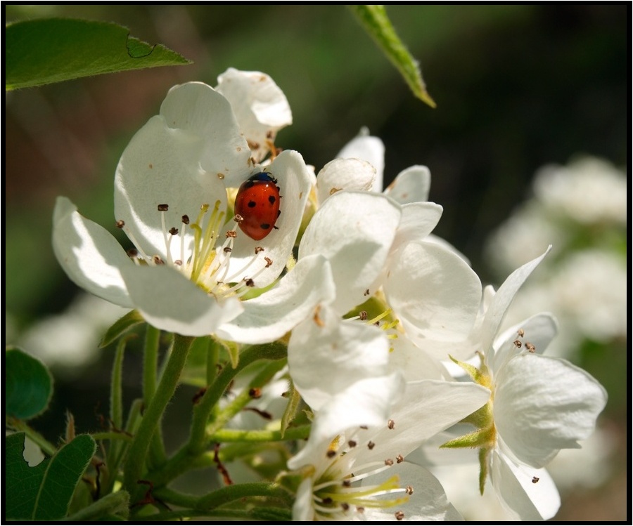 photo "***" tags: nature, macro and close-up, flowers